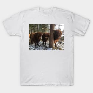 Scottish Highland Cattle Calves 1961 T-Shirt